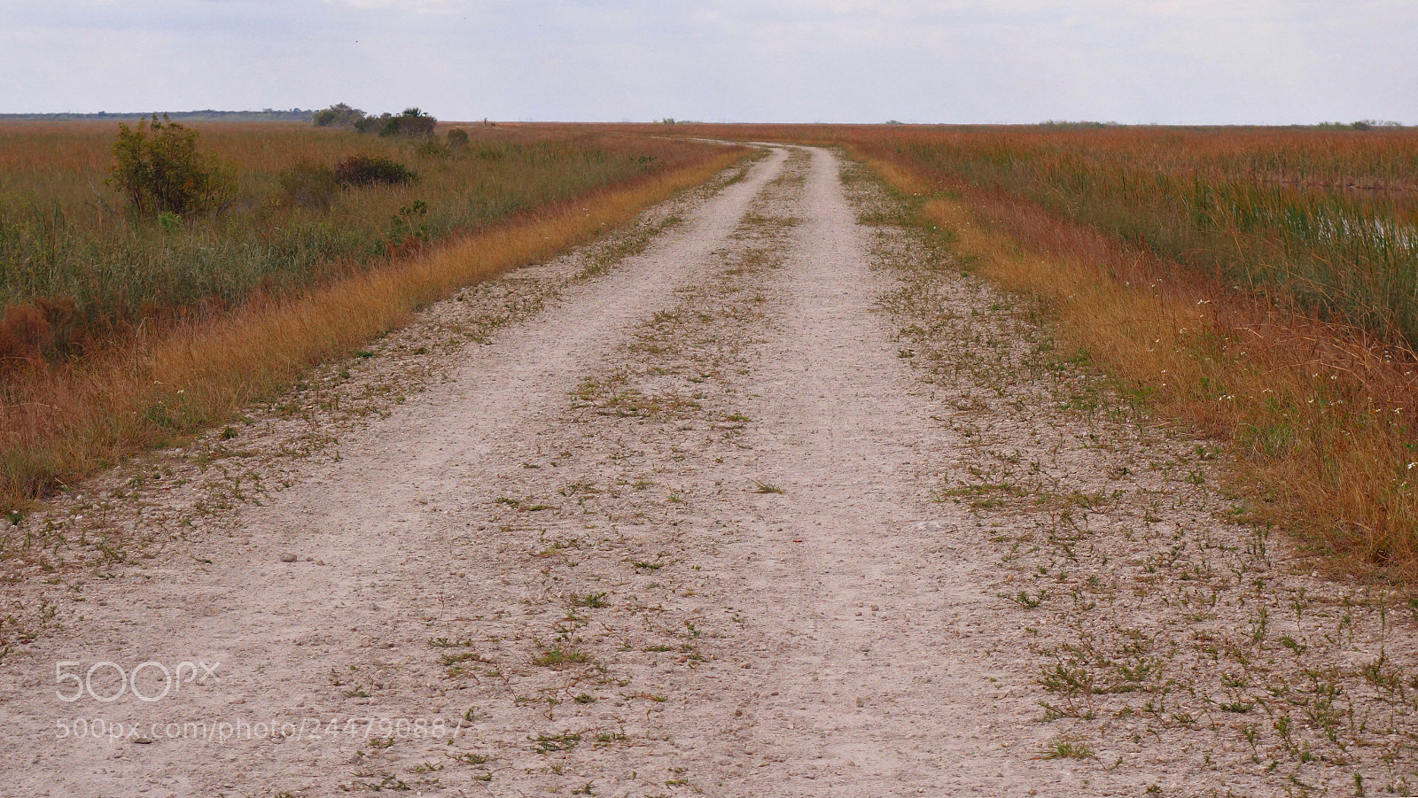 Sony Cyber-shot DSC-RX100 II sample photo. Dirt road into everglades photography