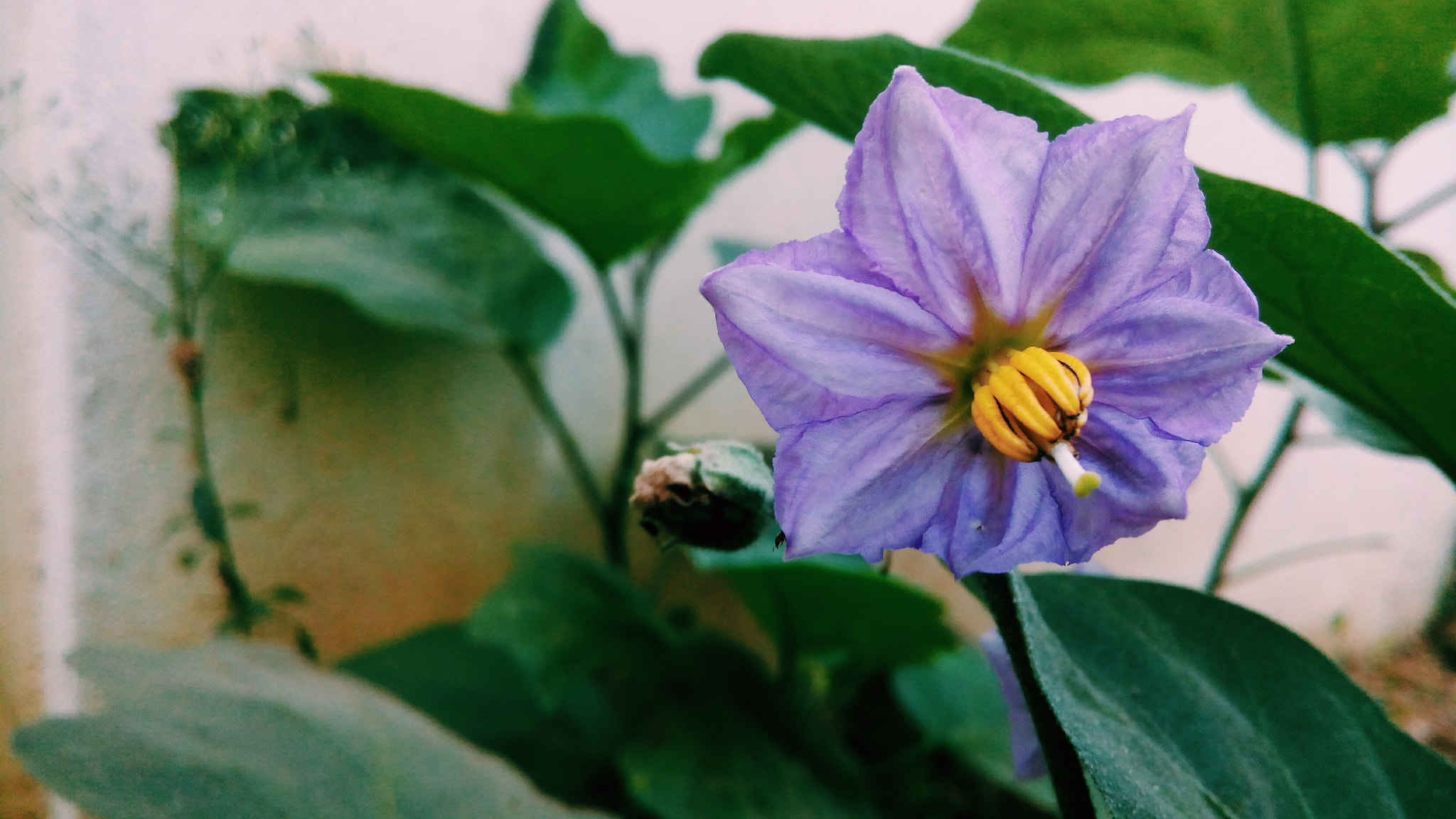 Micromax Canvas Spark sample photo. Yellow violet green photography