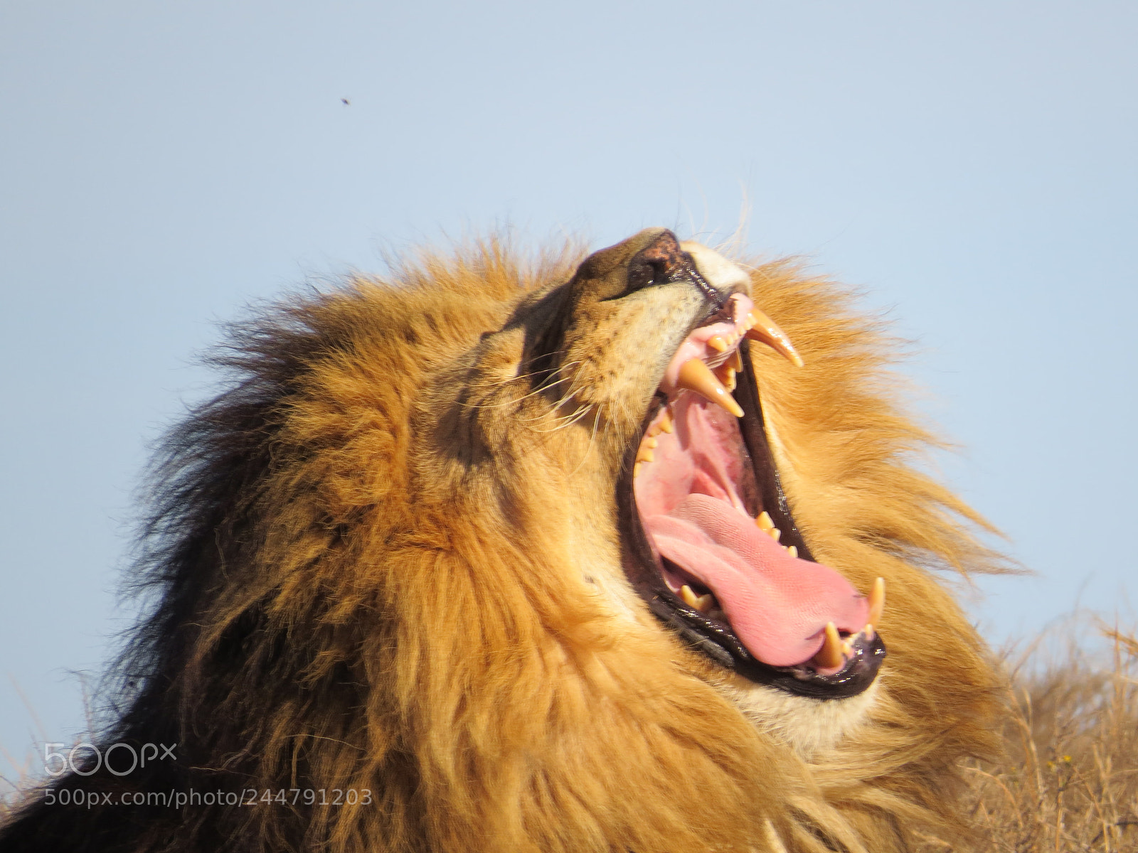 Canon PowerShot SX50 HS sample photo. Lion with teeth photography