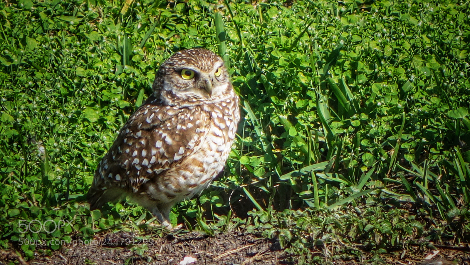 Sony Cyber-shot DSC-RX100 II sample photo. Nesting owl photography