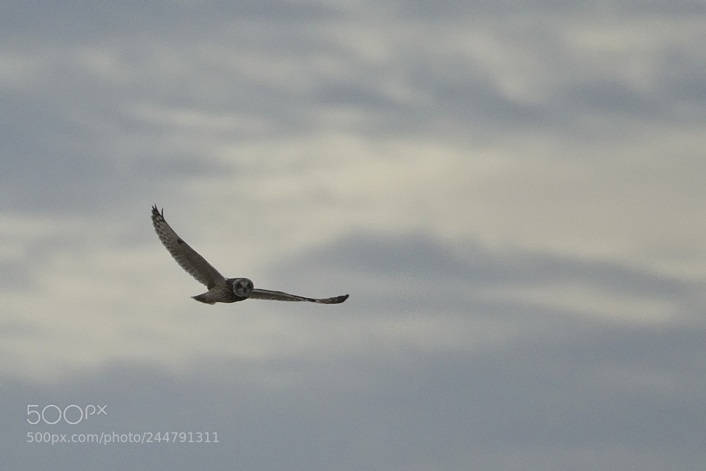 Canon EOS 7D Mark II sample photo. Soar, short eared owl photography