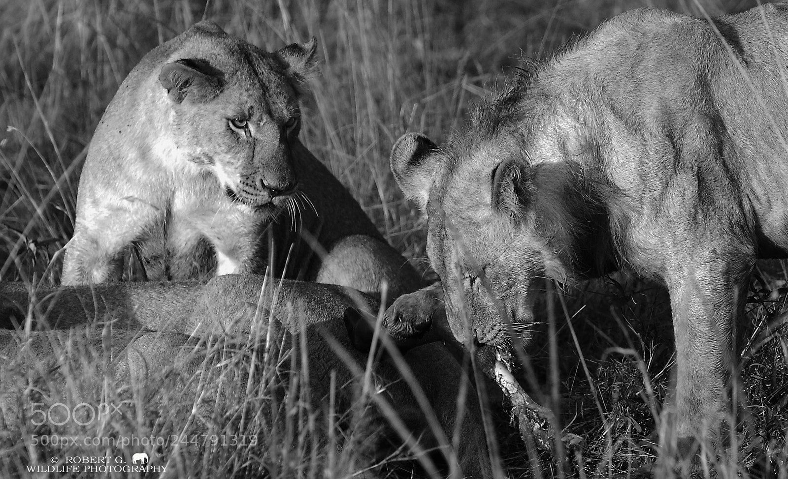 Sony Alpha DSLR-A700 sample photo. Lion´s breakfast photography