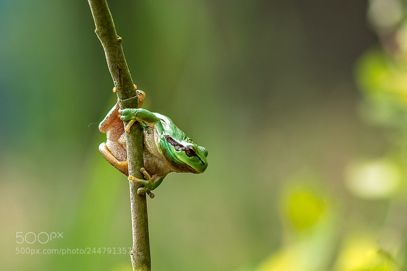 Canon EOS 40D sample photo. Le grand saut photography