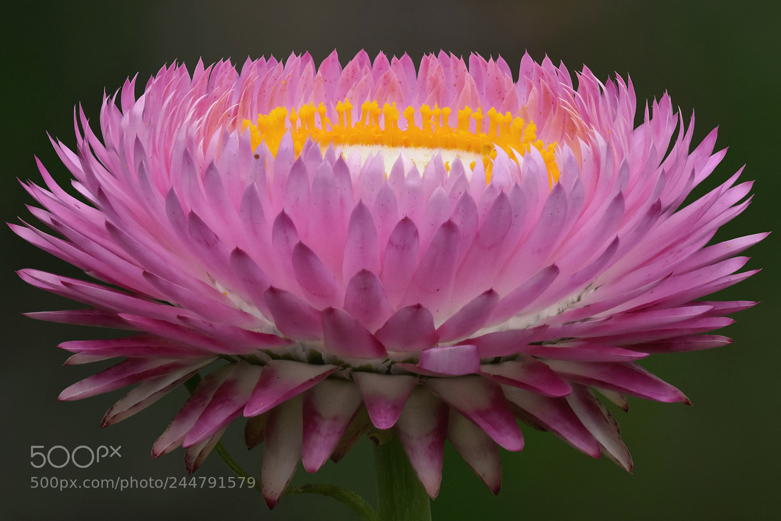 Nikon D7200 sample photo. Helichrysum bracteatum photography