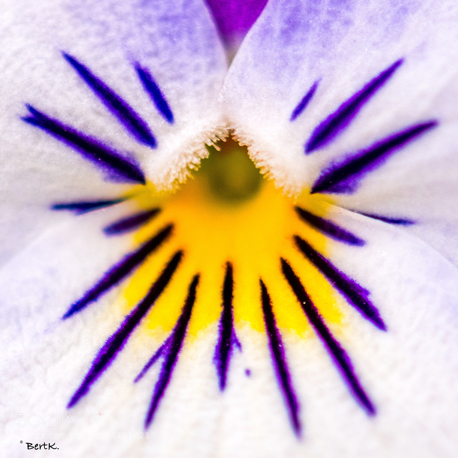 Nikon D500 sample photo. Eyelashes. photography