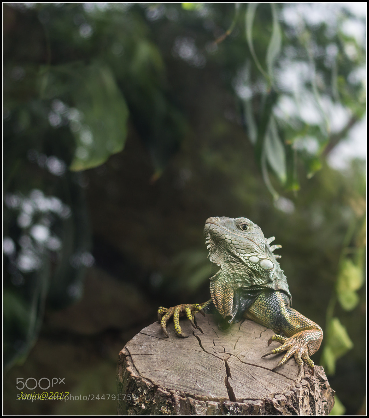 Canon EOS 60D sample photo. Curious iguana photography