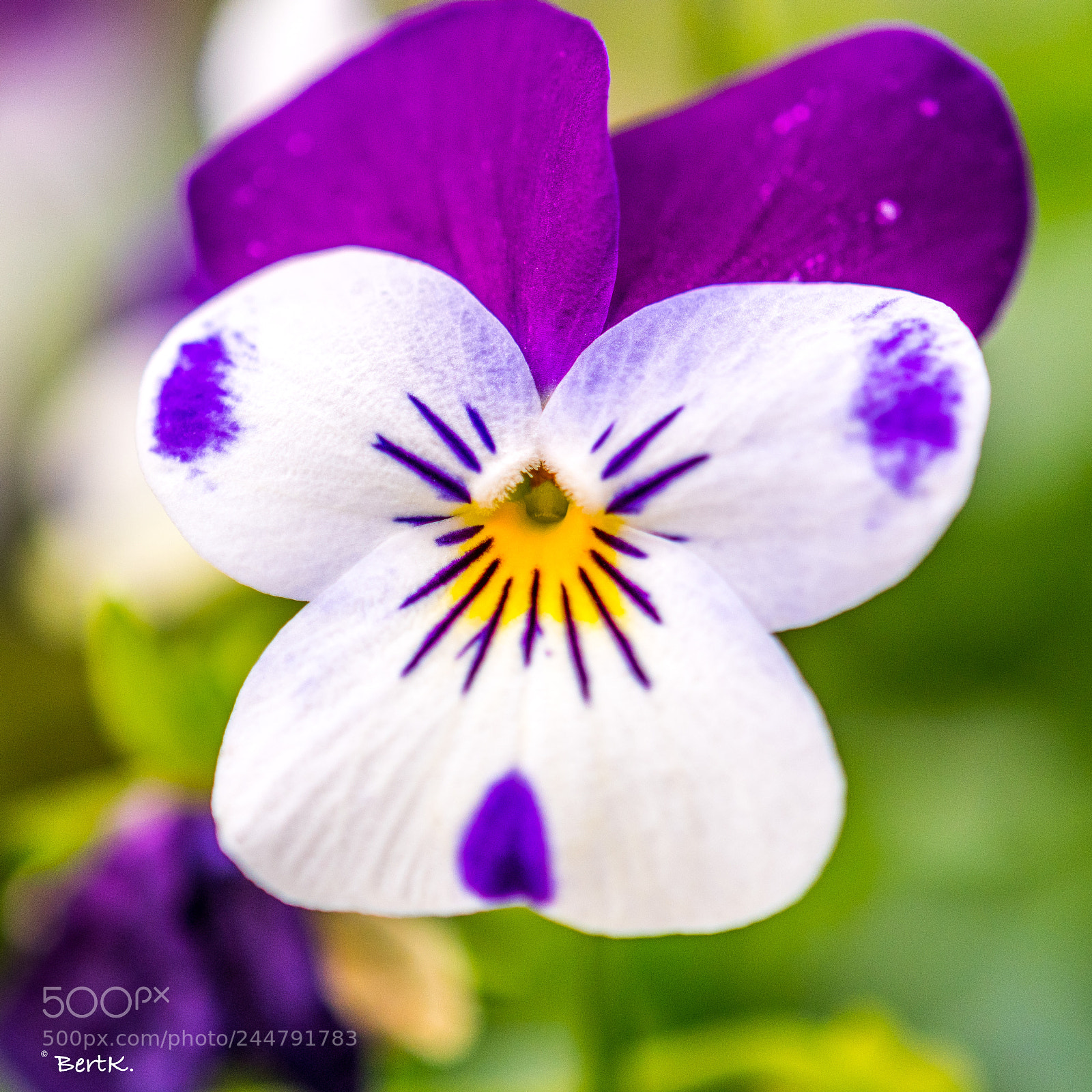 Nikon D500 sample photo. A small winter violet. photography