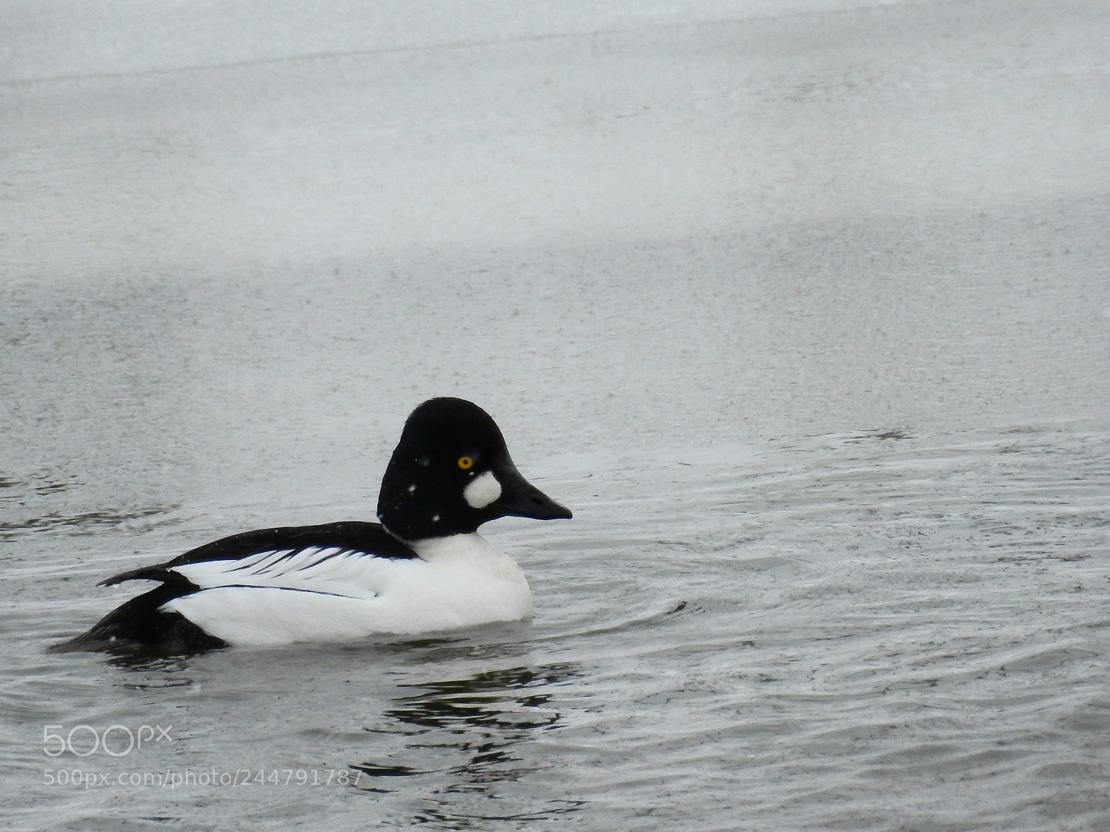 Nikon Coolpix P900 sample photo. Common goldeneye photography