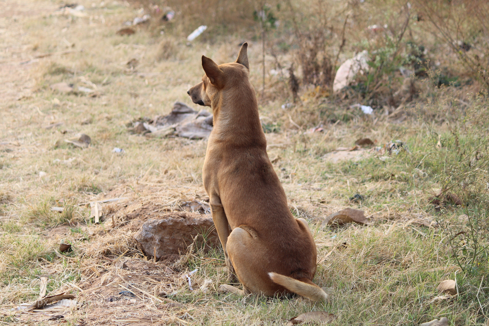 Canon EF-S 55-250mm F4-5.6 IS II sample photo. Roadway pets photography