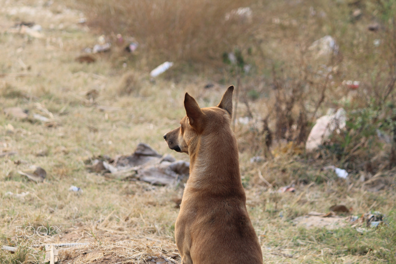 Canon EF-S 55-250mm F4-5.6 IS II sample photo. Roadway pets photography