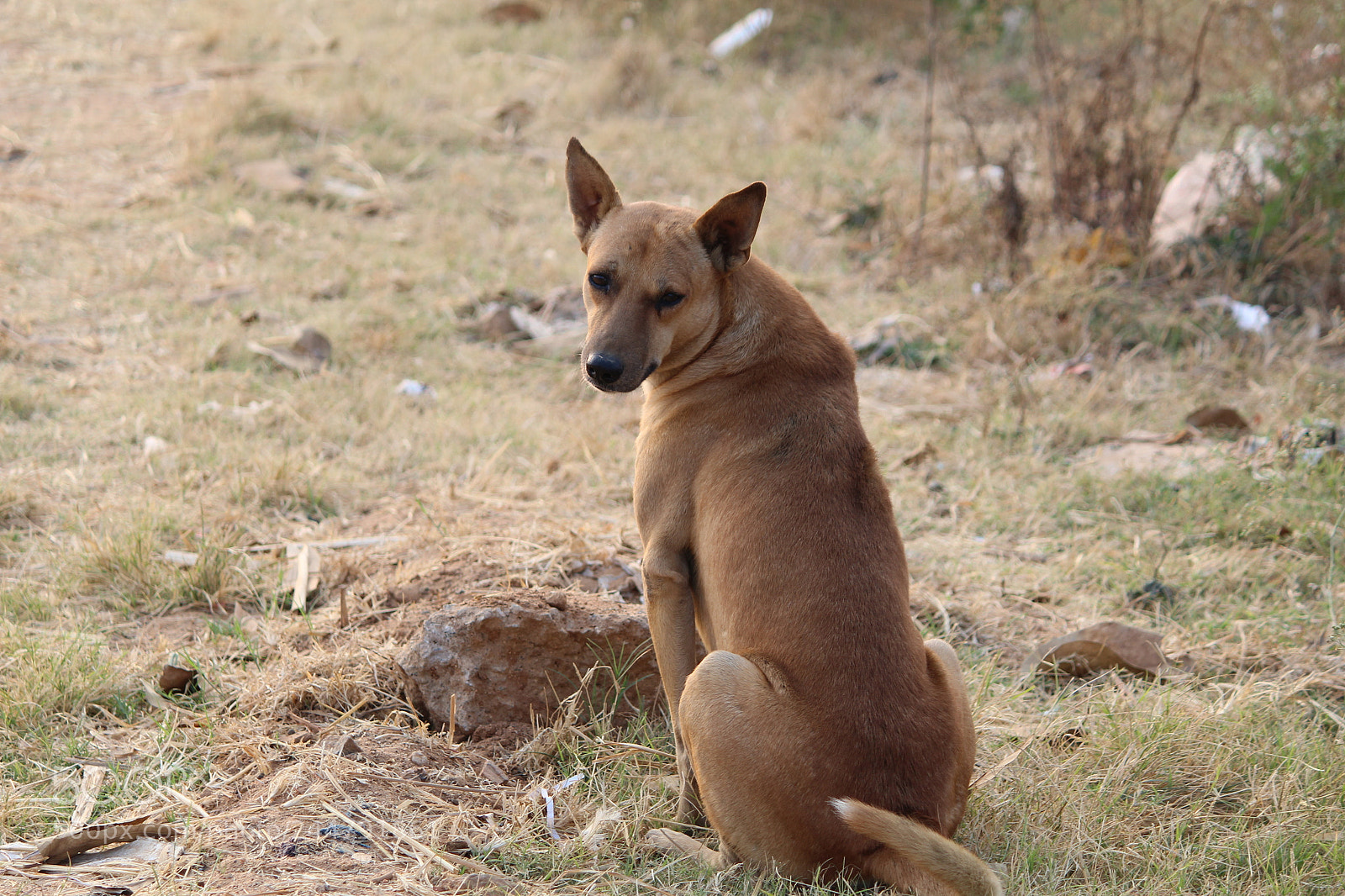 Canon EF-S 55-250mm F4-5.6 IS II sample photo. Roadway pets photography