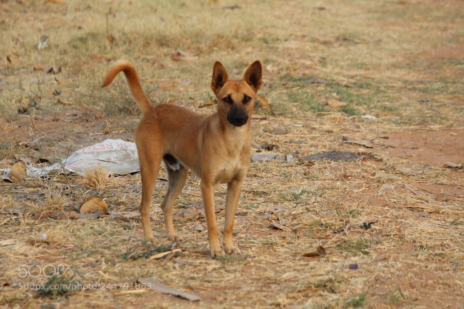 Canon EF-S 55-250mm F4-5.6 IS II sample photo. Roadway pets photography