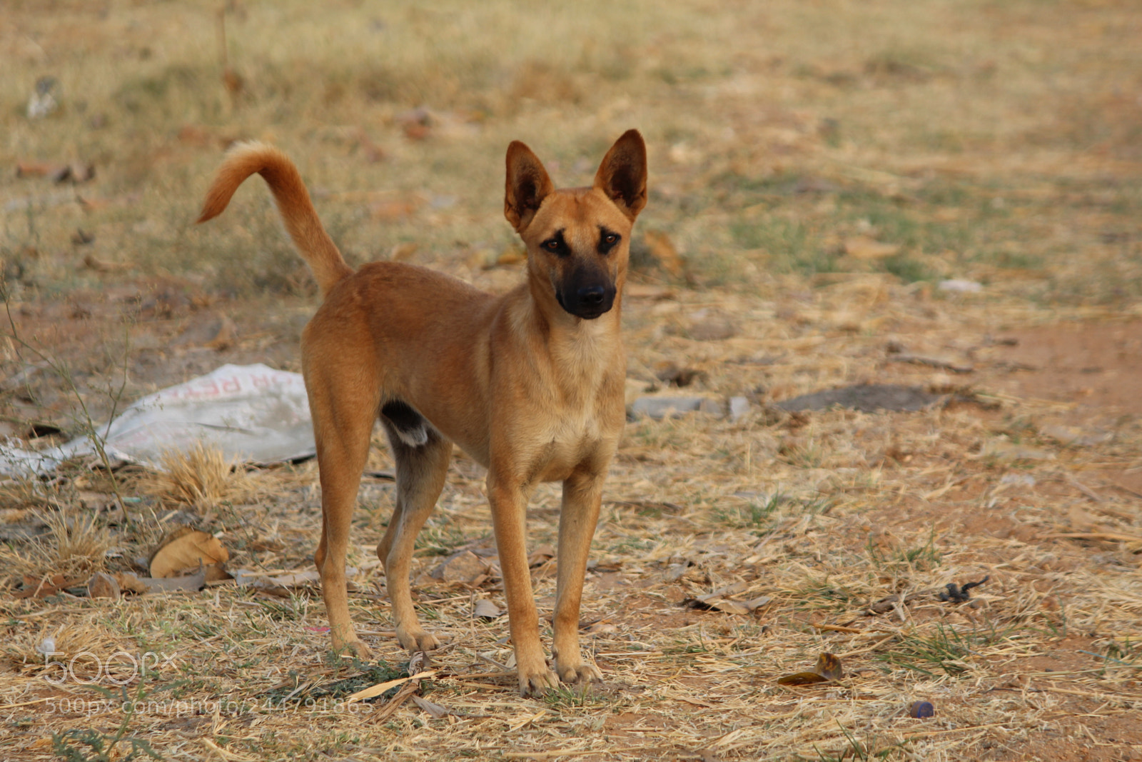 Canon EF-S 55-250mm F4-5.6 IS II sample photo. Roadway pets photography