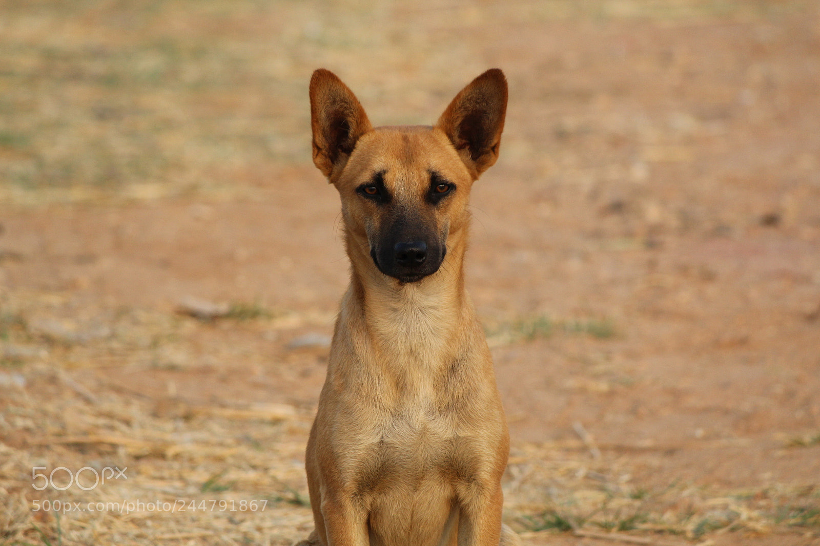 Canon EF-S 55-250mm F4-5.6 IS II sample photo. Roadway pets photography