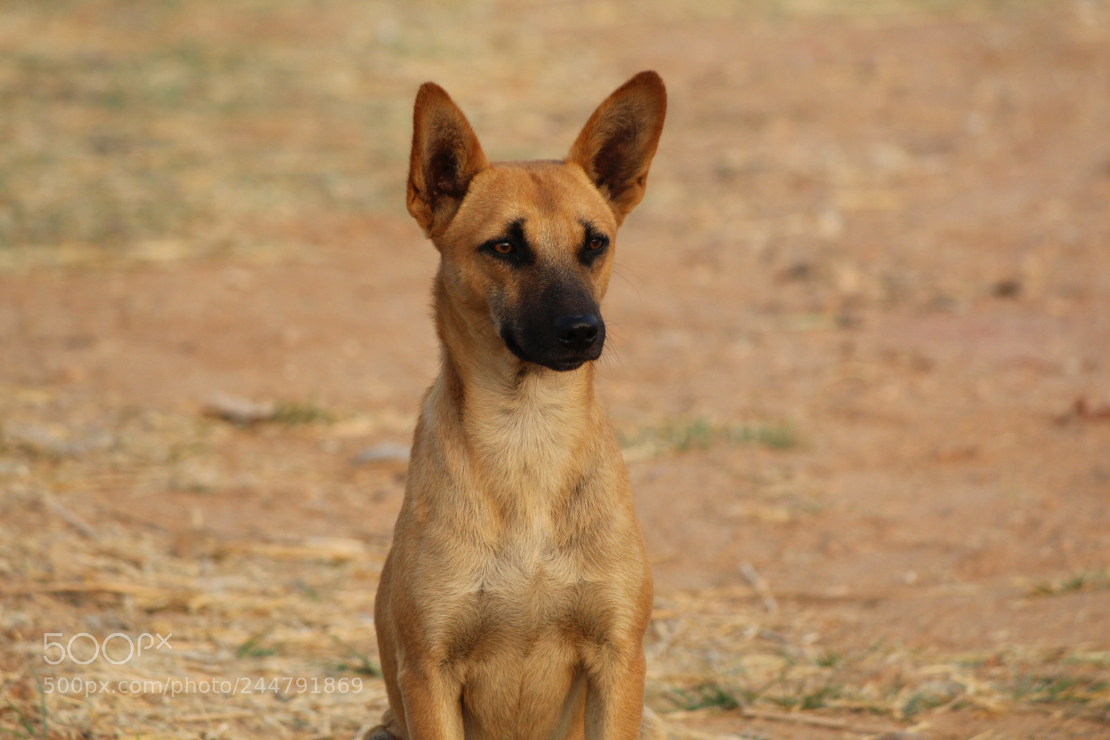 Canon EF-S 55-250mm F4-5.6 IS II sample photo. Roadway pets photography