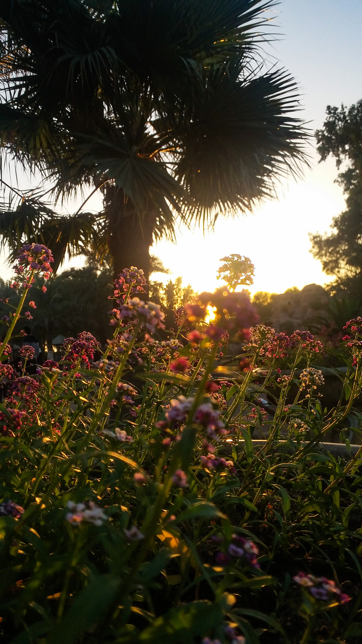 Samsung Galaxy E7 sample photo. Garden sunset photography