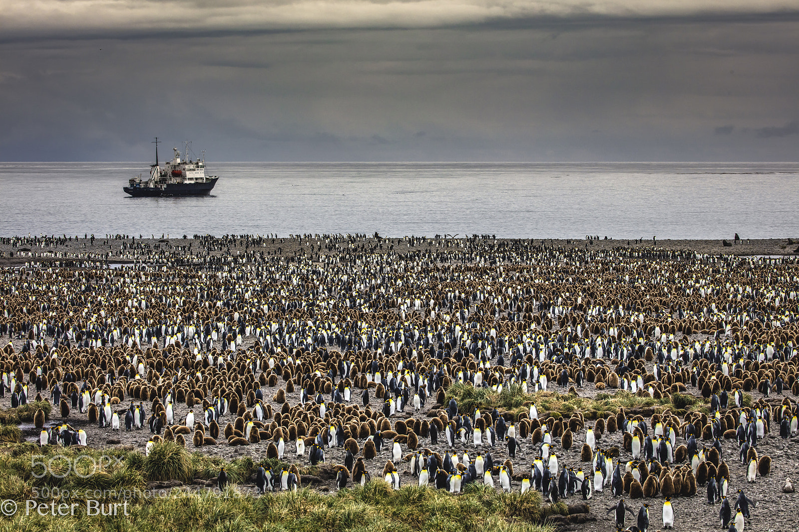 Canon EOS 5DS R sample photo. Thousands of penguins photography
