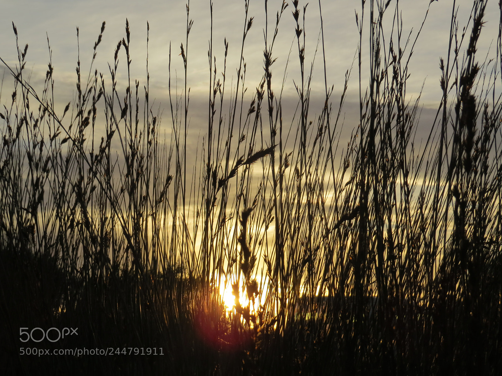 Canon PowerShot SX50 HS sample photo. Sunset through tall grass photography