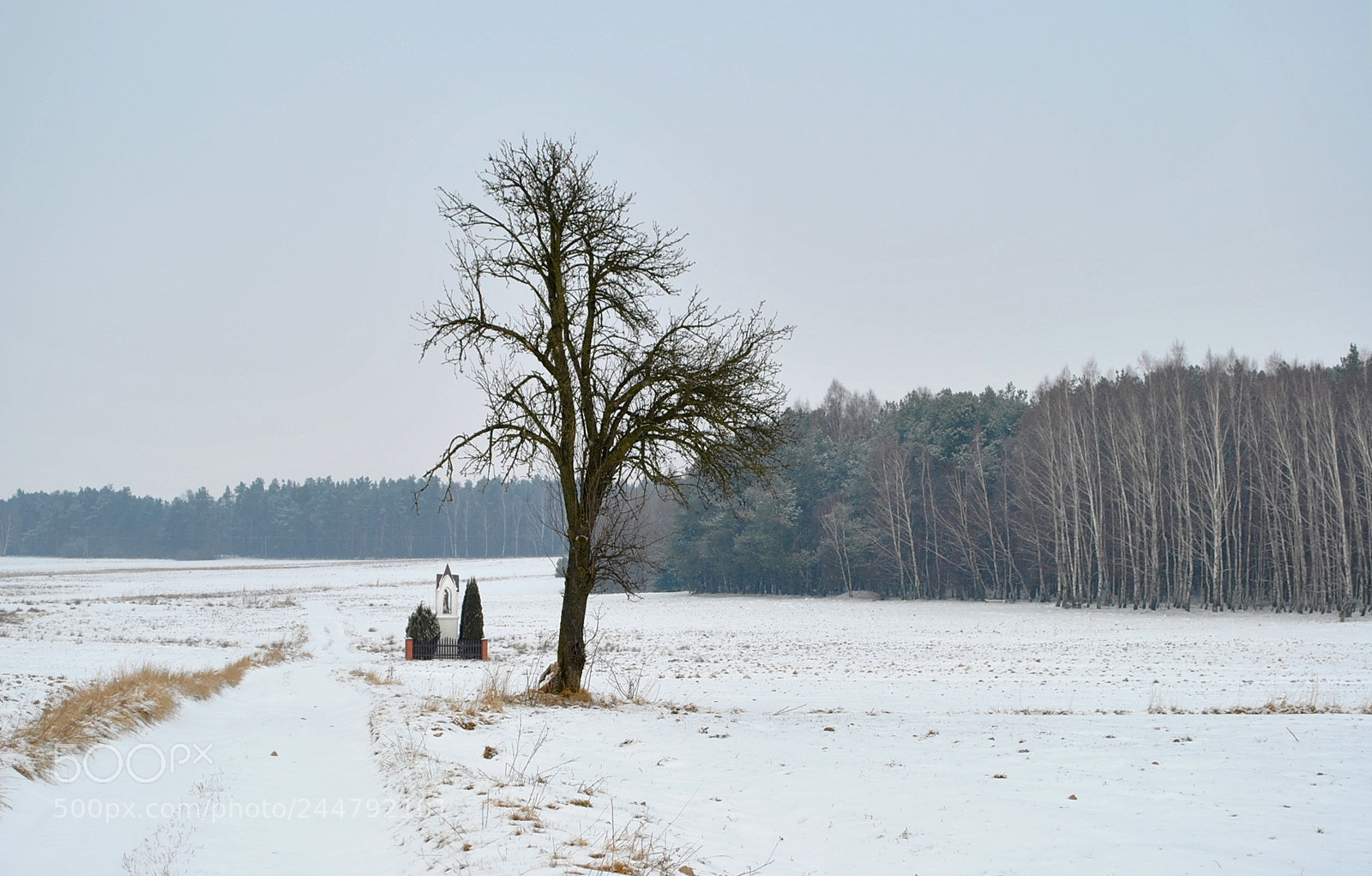 Nikon D3000 sample photo. Winter melancholy photography