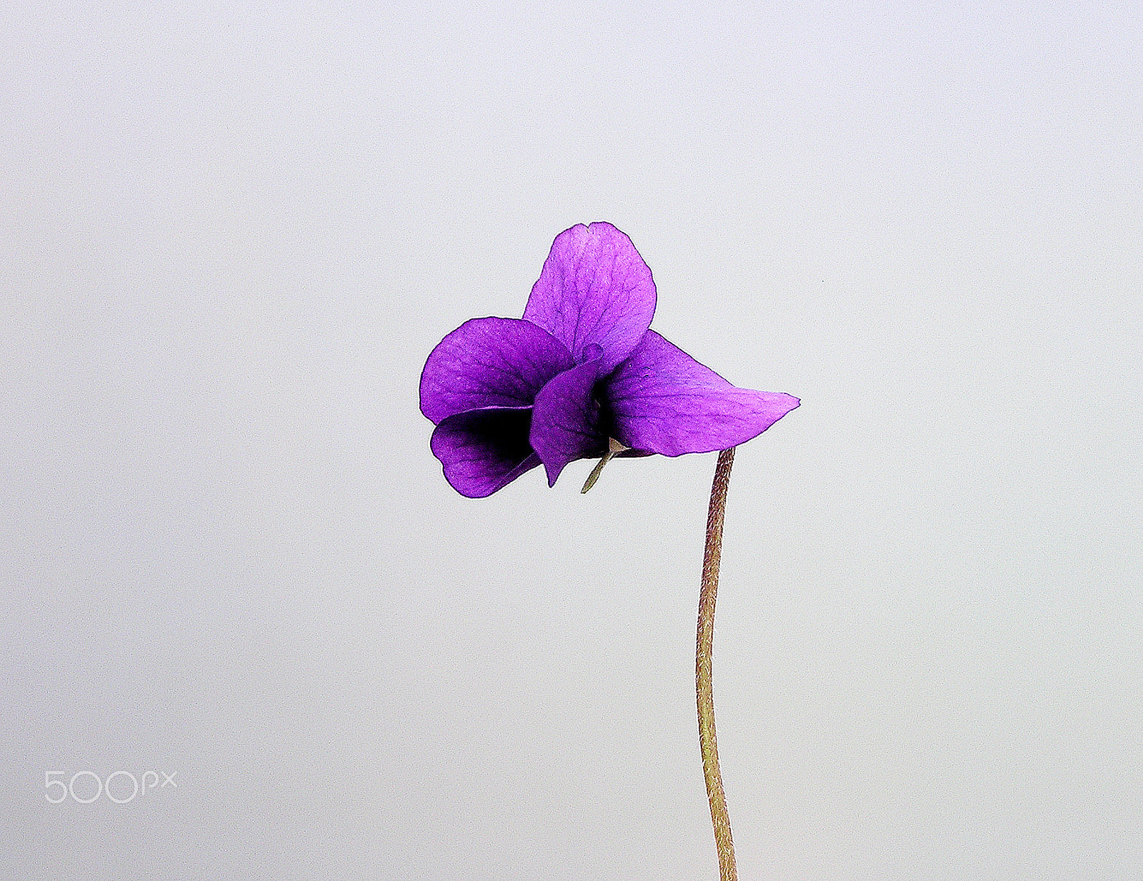 Olympus C740UZ sample photo. Violet day photography