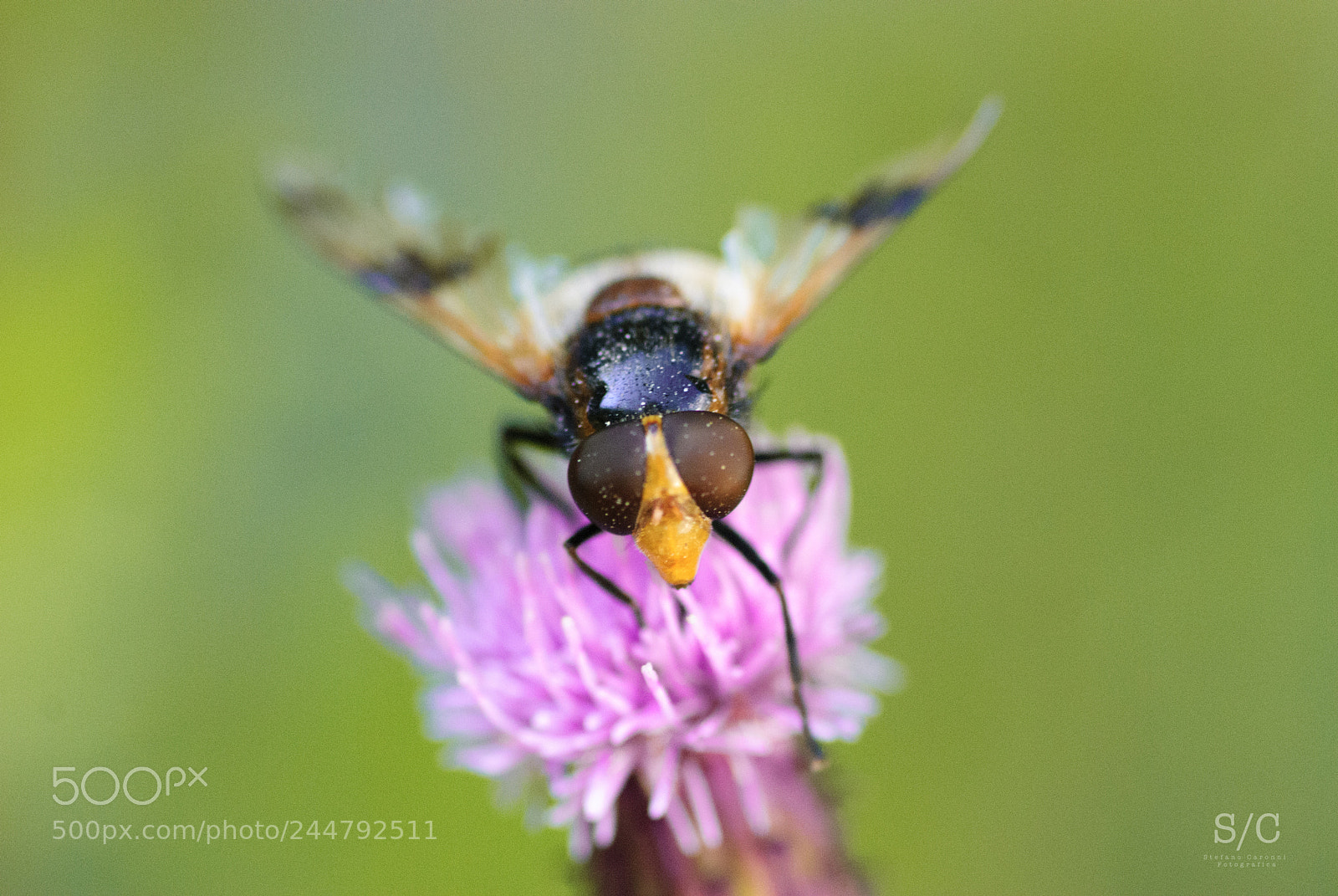 Nikon D80 sample photo. Insect #2 photography