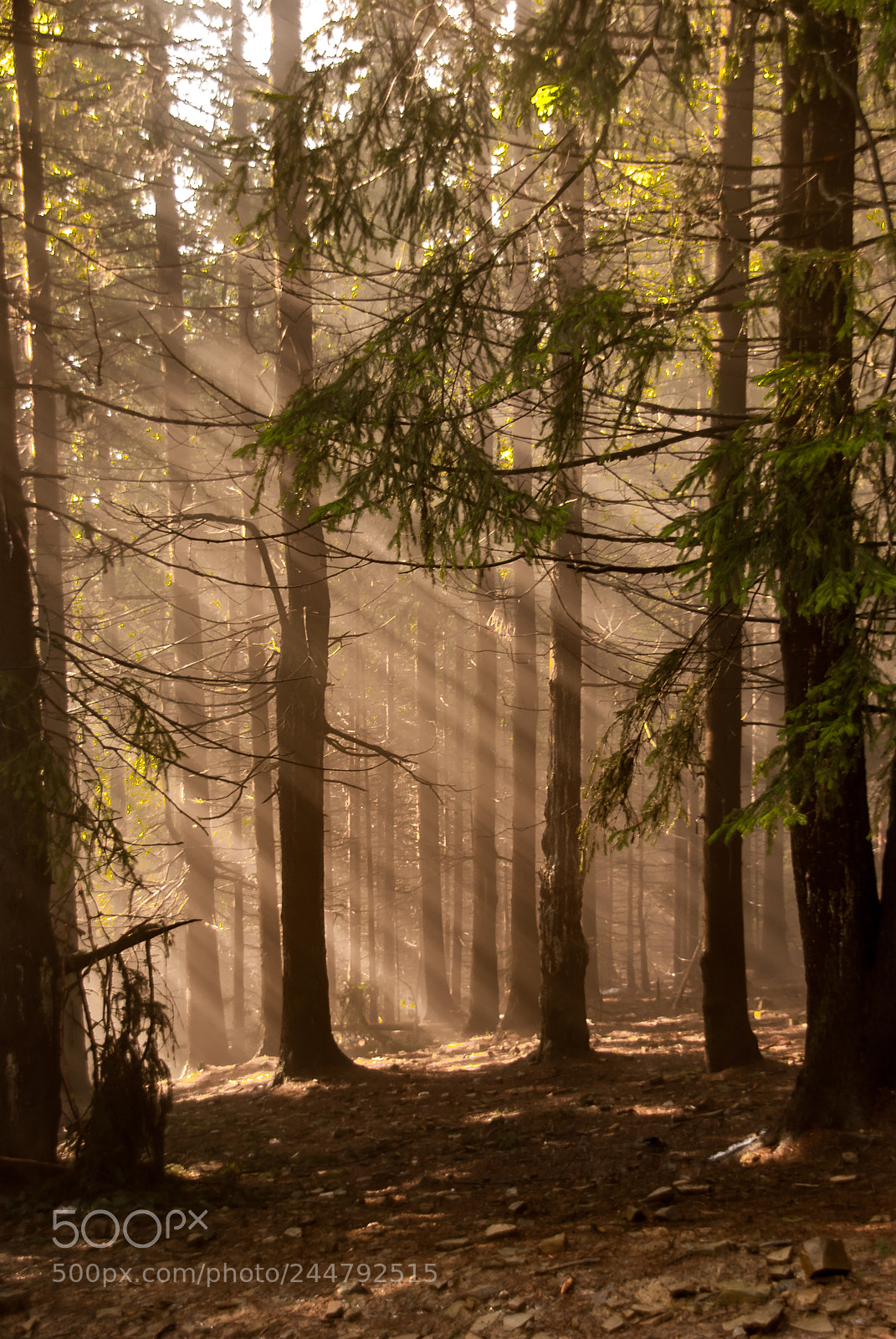 Nikon D80 sample photo. Light in forest photography