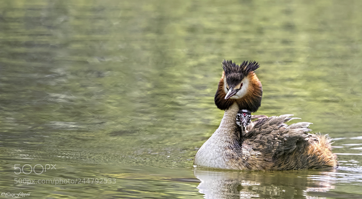 Olympus OM-D E-M1 sample photo. Great crested grebe with photography