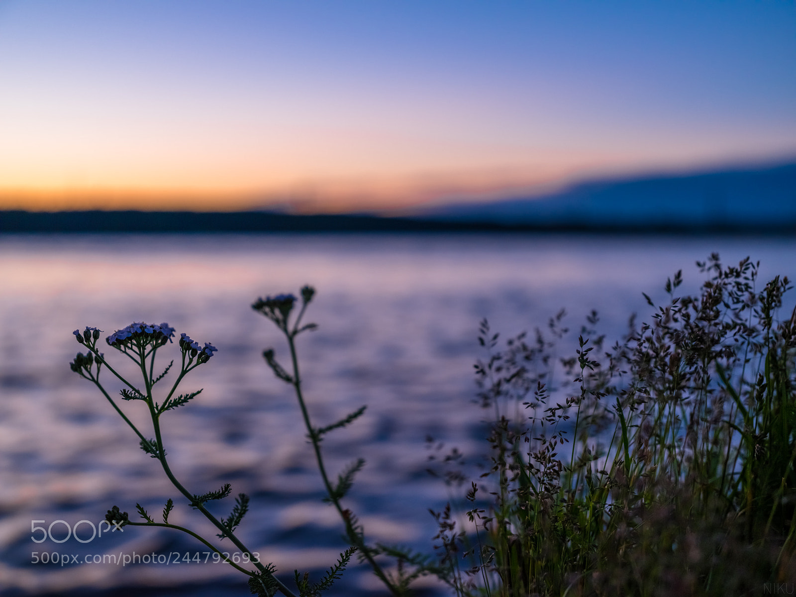 Fujifilm GFX 50S sample photo. Sunset with flowers photography