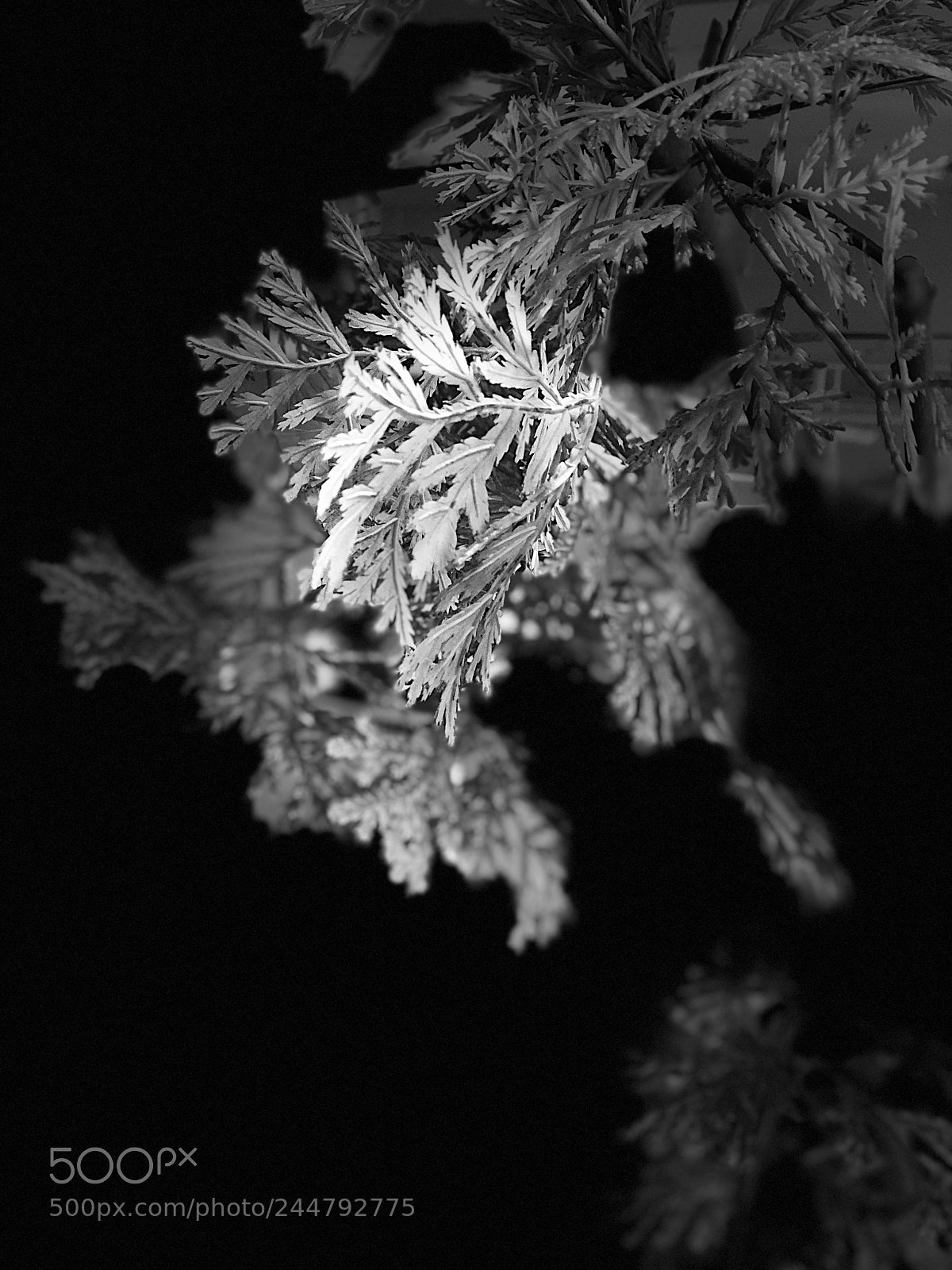 Apple iPhone 8 Plus sample photo. Untitled photography