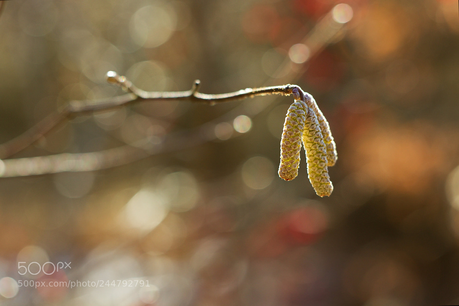 Canon EOS 550D (EOS Rebel T2i / EOS Kiss X4) sample photo. Crazy january weather. photography