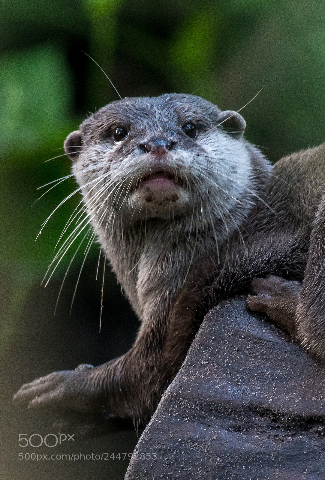 Nikon D500 sample photo. Otter 3 photography
