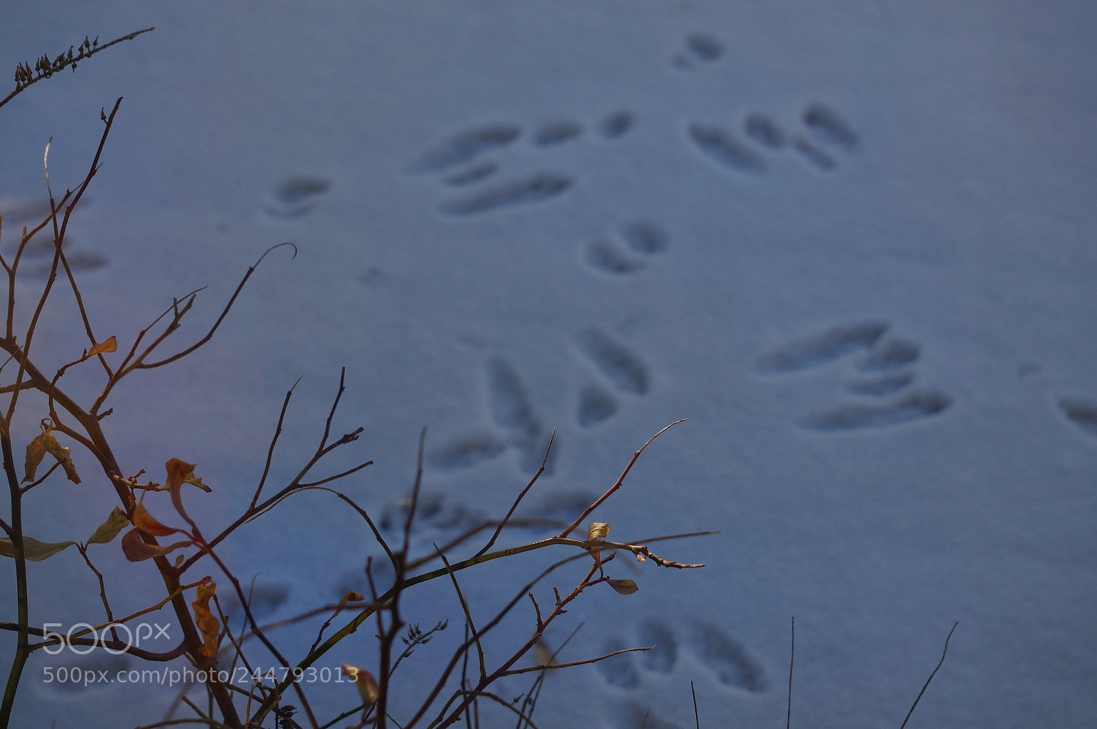 Sony Alpha NEX-6 sample photo. Blue ice photography