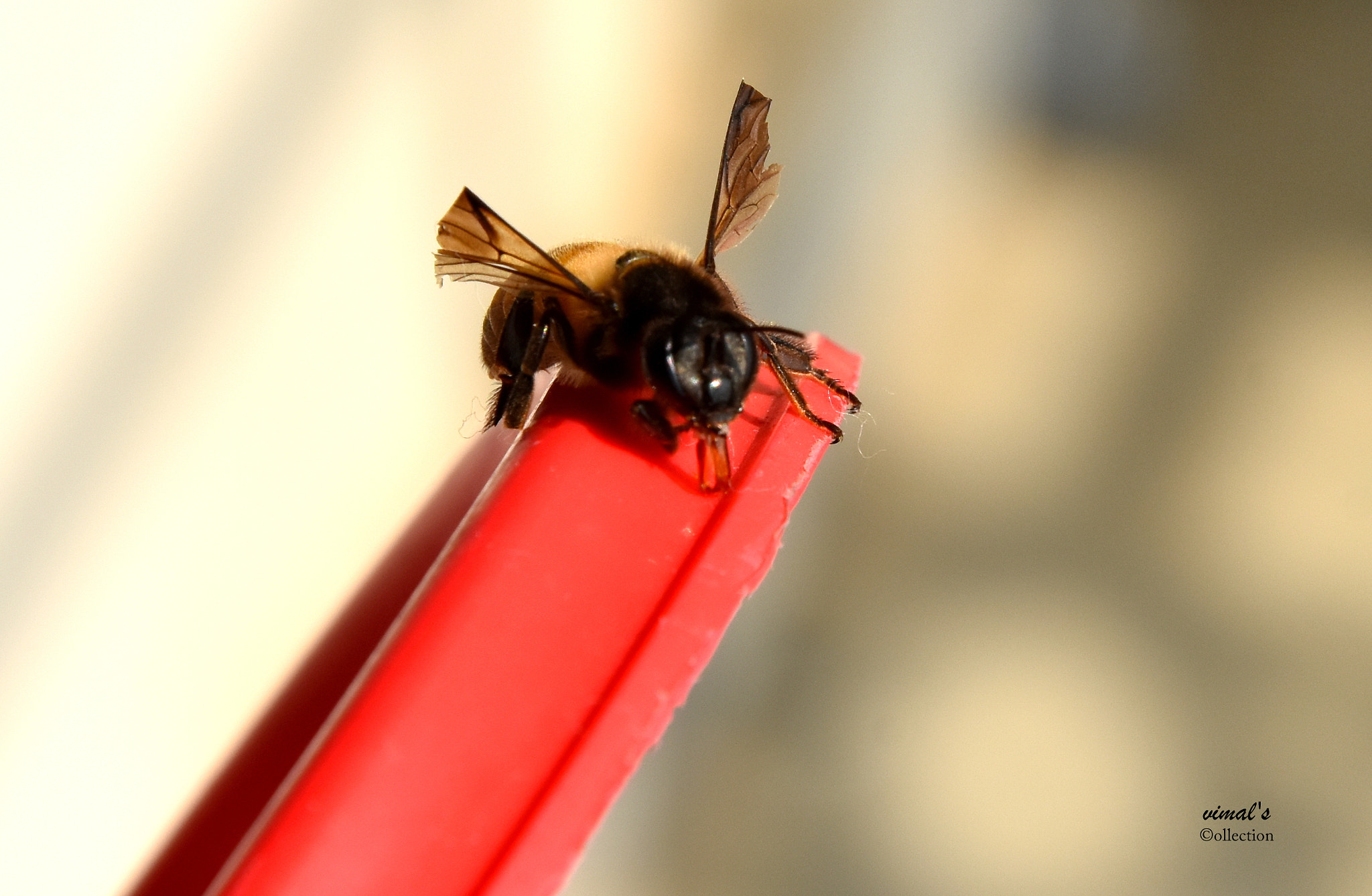 Nikon D7200 sample photo. Vim photography