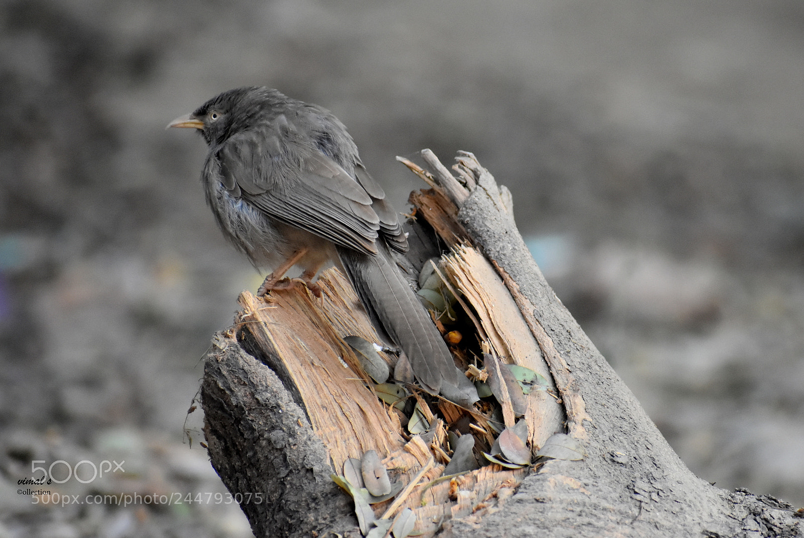 Nikon D7200 sample photo. Vim photography