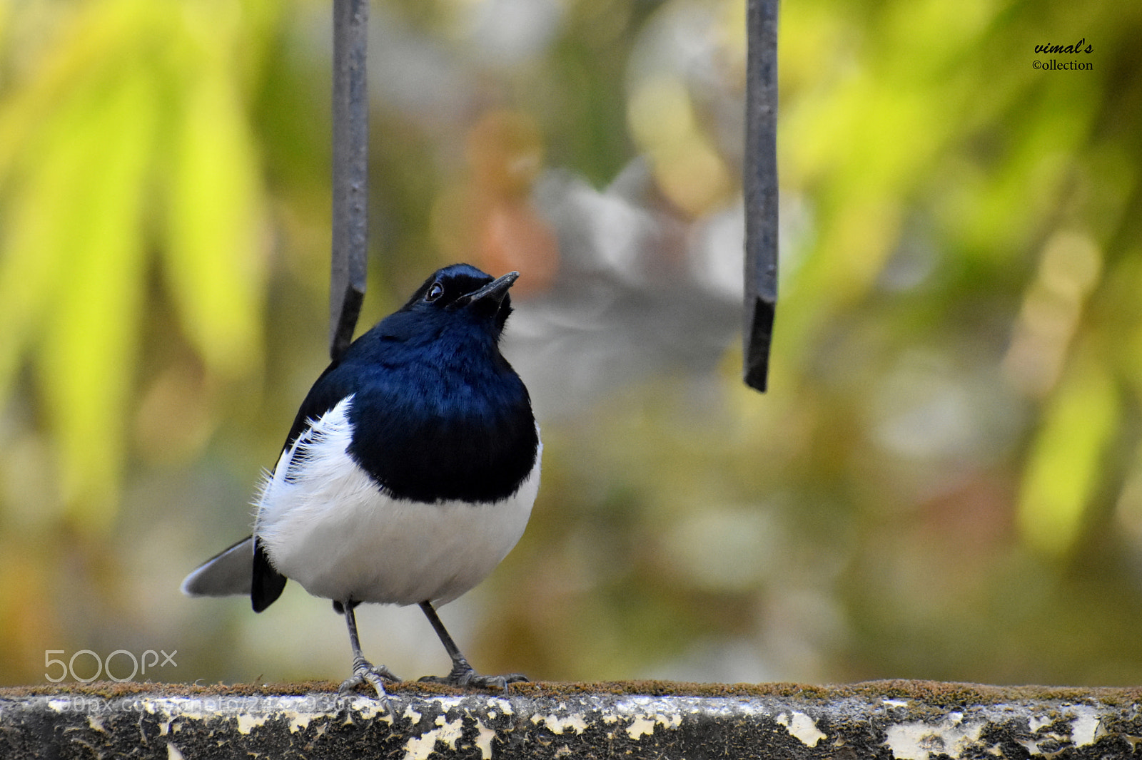 Nikon D7200 sample photo. Vim photography