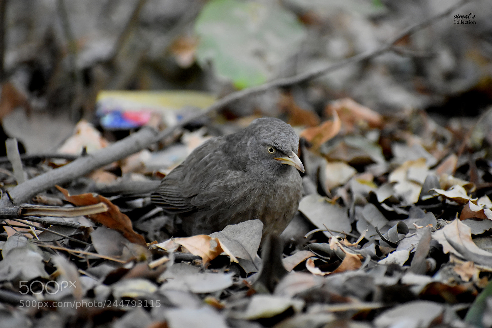 Nikon D7200 sample photo. Vimal's collection photography