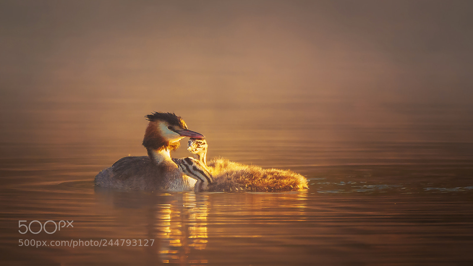Nikon D500 sample photo. Great crested grebe photography