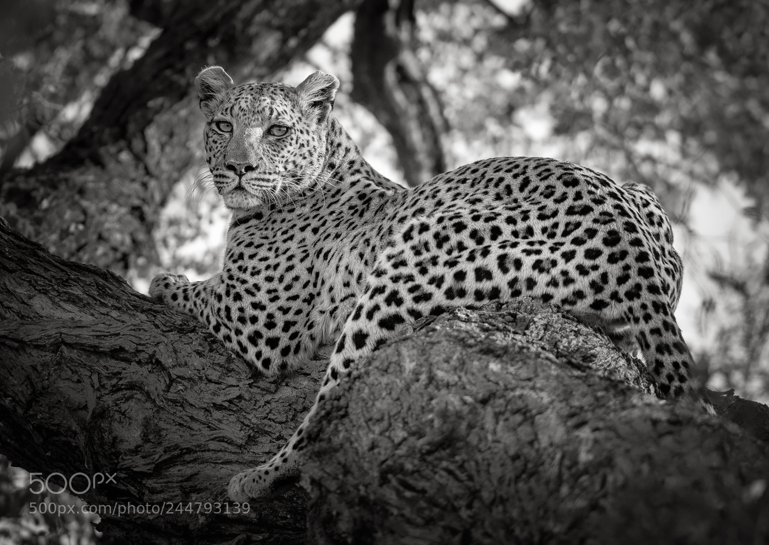 Nikon D810 sample photo. Leopard, okavango delta photography