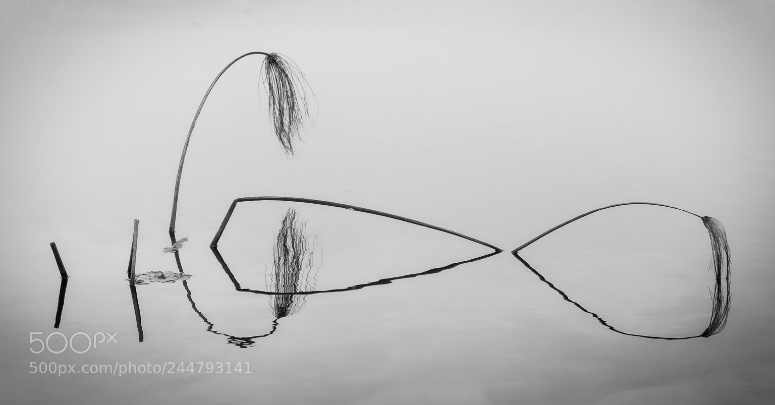 Nikon D810 sample photo. Morning papyrus reflection, okavango photography