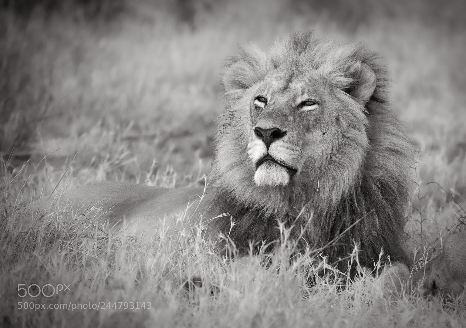 Nikon D4 sample photo. The king of beasts photography
