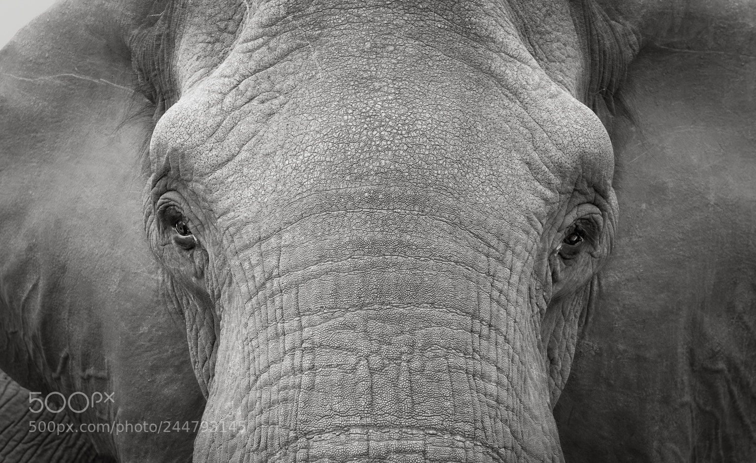 Nikon D810 sample photo. Matriarch macro photography