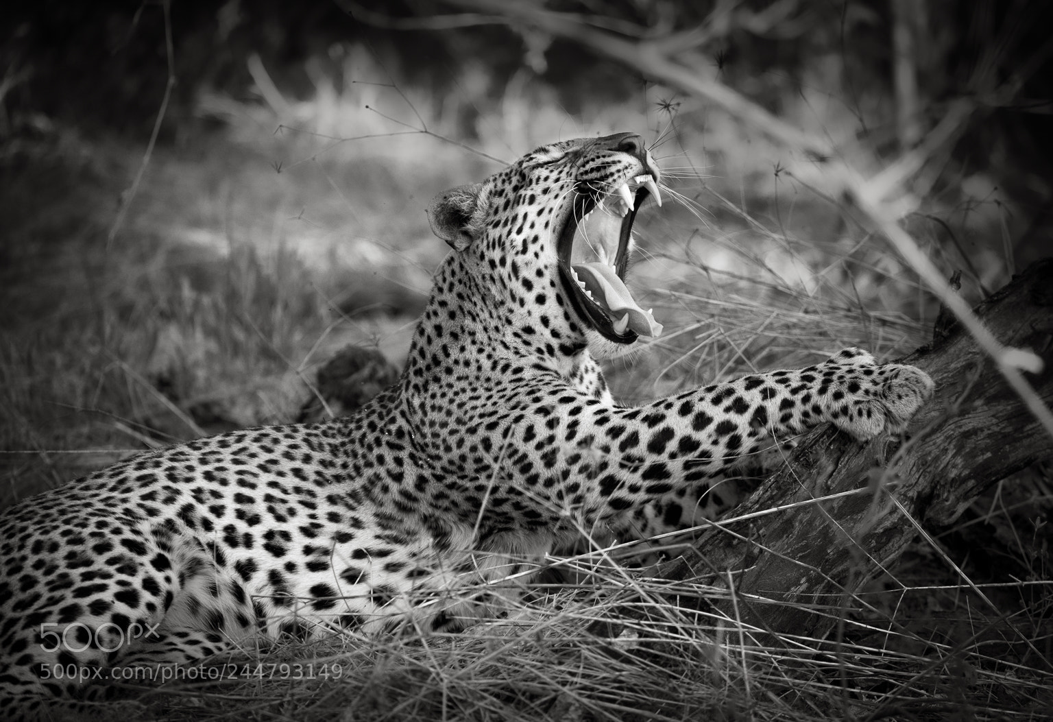 Nikon D810 sample photo. Leopard, okavango delta photography