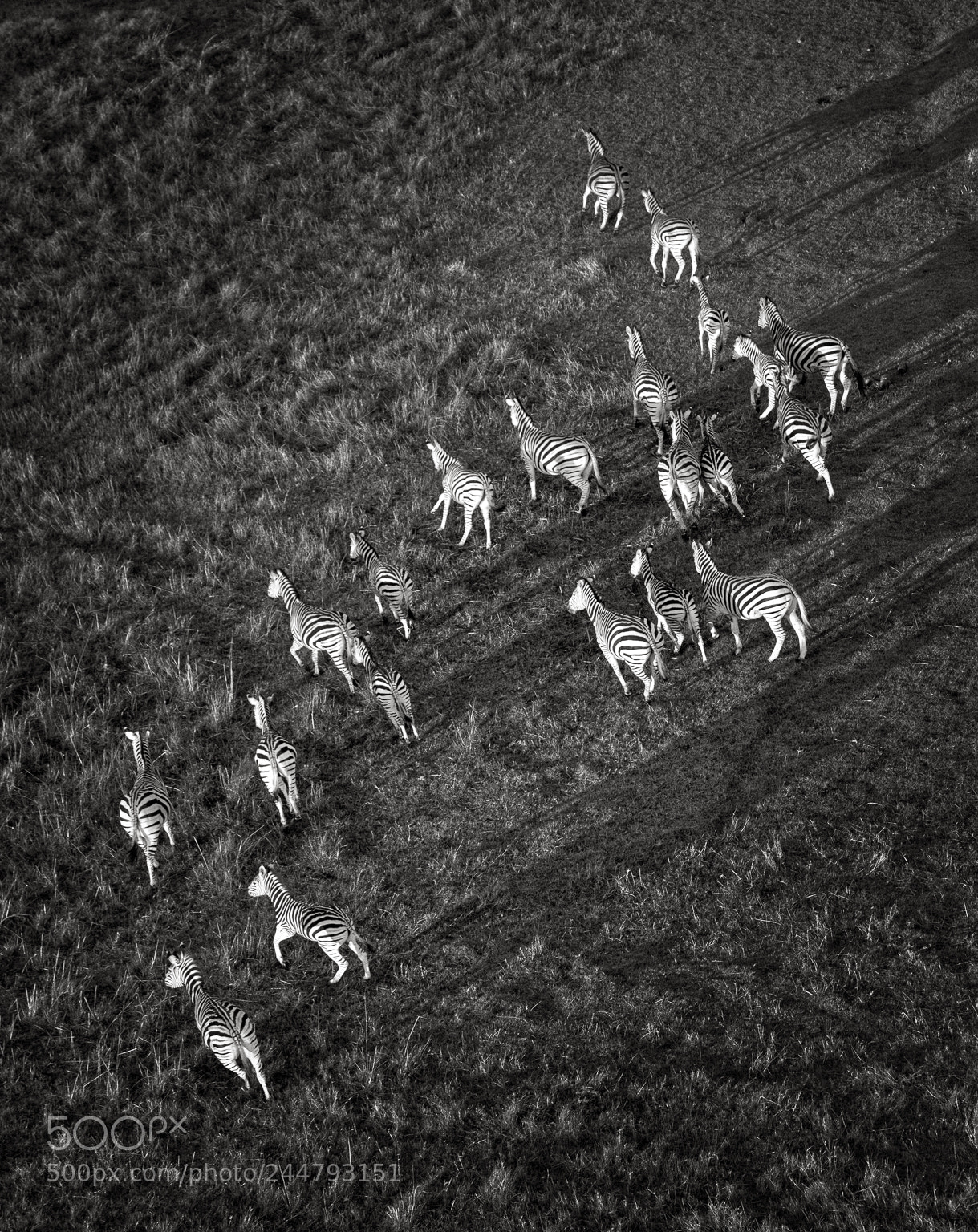 Nikon D810 sample photo. Zebras from 100 feet photography
