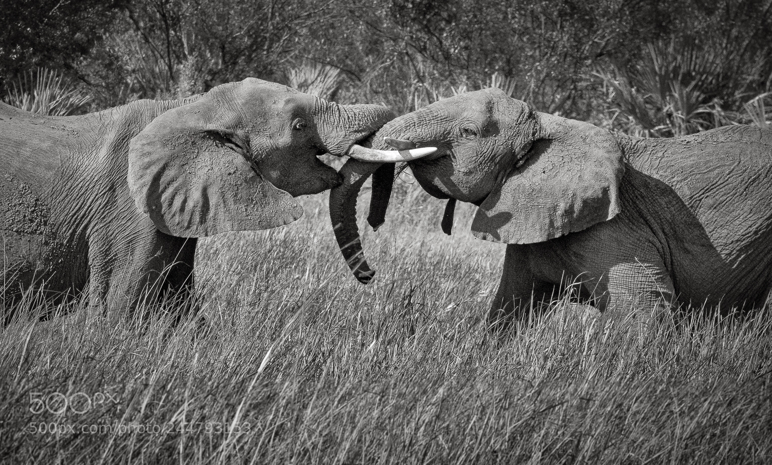Nikon D810 sample photo. Dueling bulls, okavango delta photography