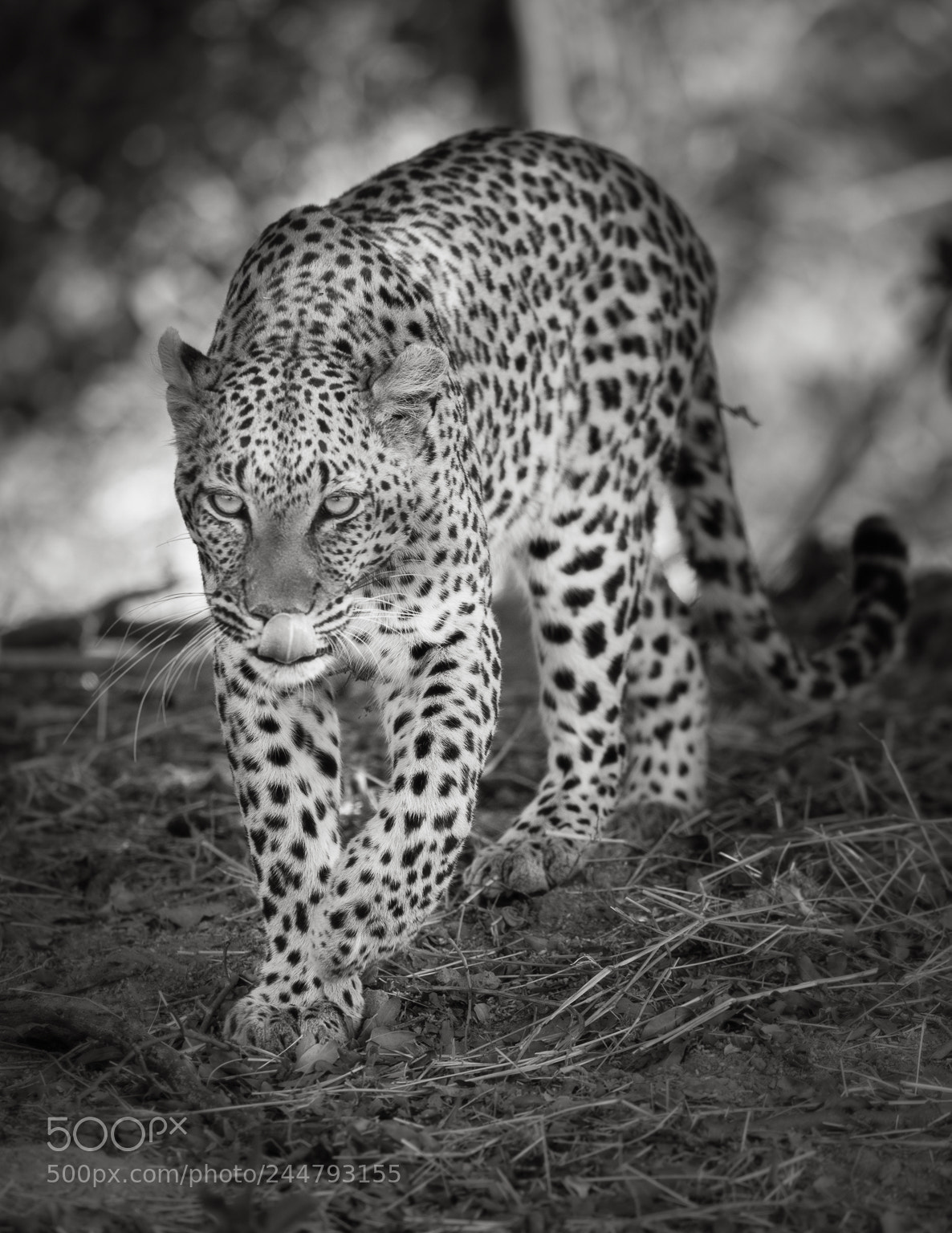 Nikon D810 sample photo. Leopard, okavango delta photography