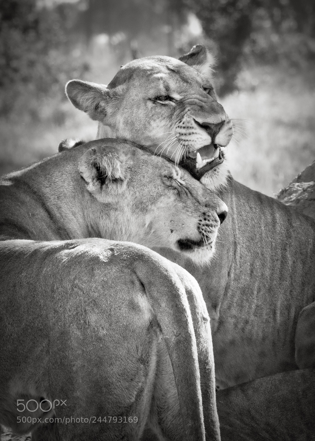 Nikon D810 sample photo. Tender moment, okavango delta photography
