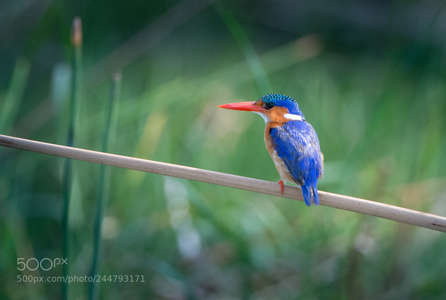 Nikon D4 sample photo. Malachite kingfisher photography