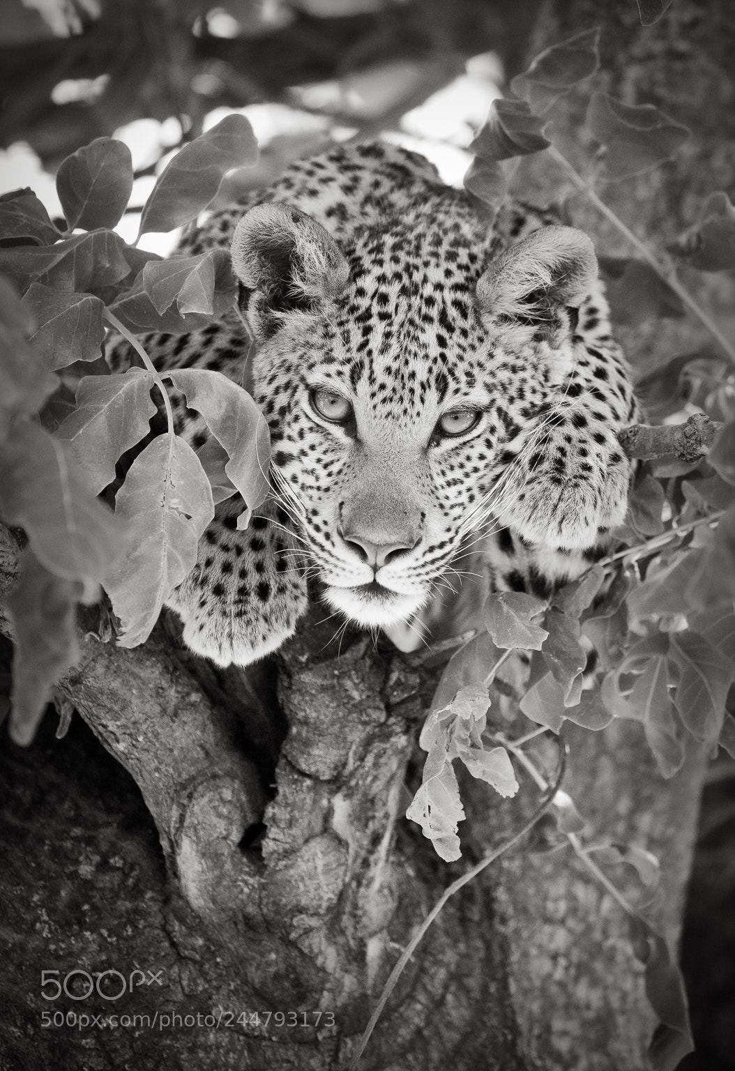 Nikon D810 sample photo. Leopard, okavango delta photography