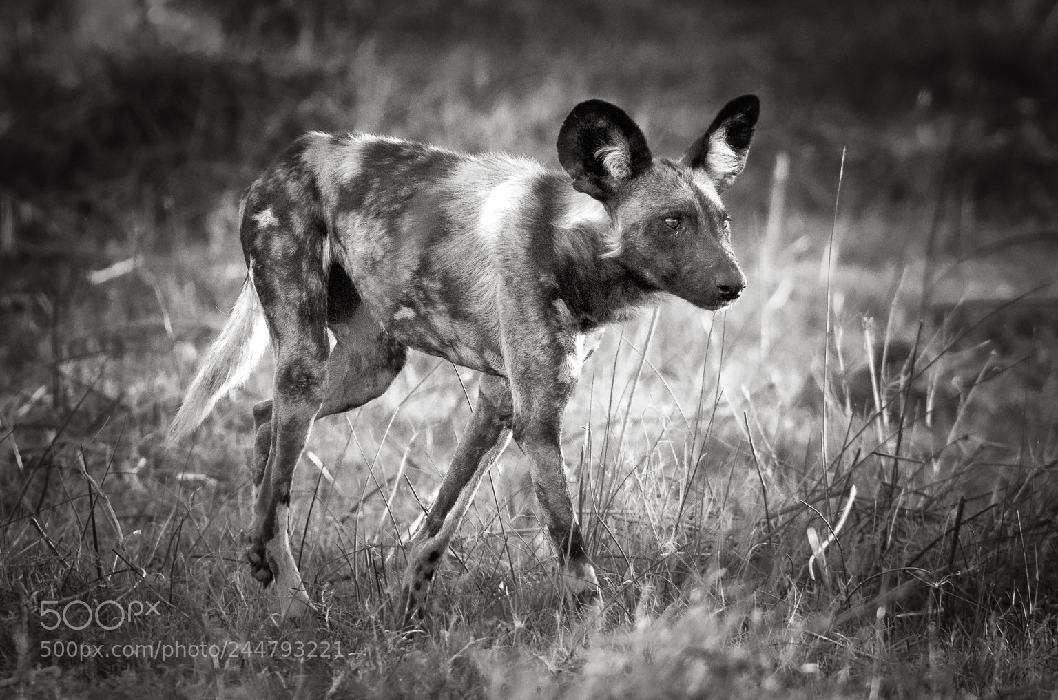 Nikon D810 sample photo. Wild dog, okavango delta photography