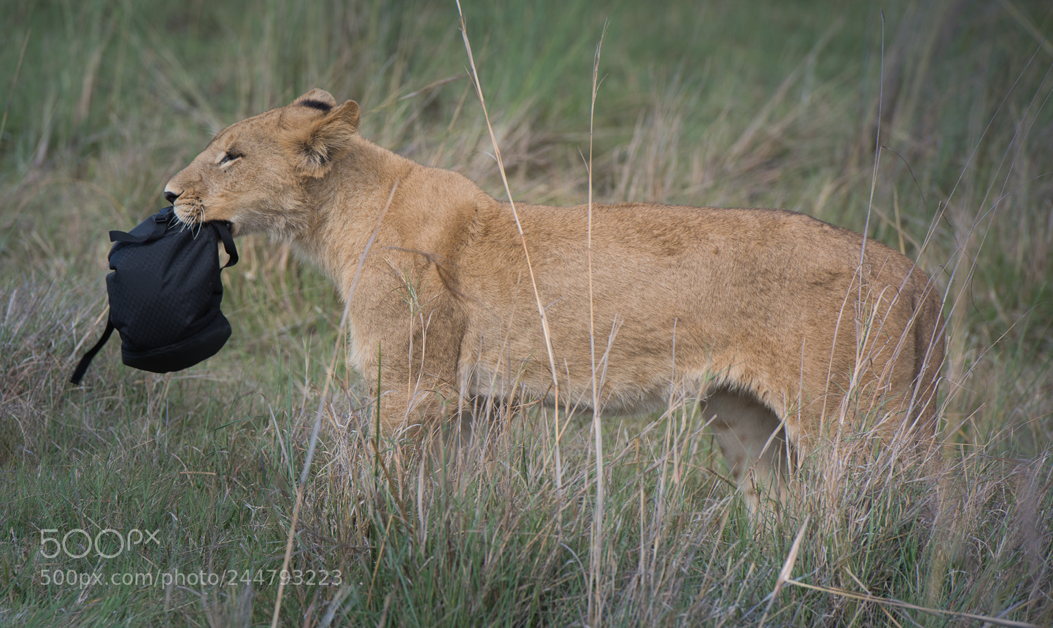 Nikon D810 sample photo. Lion with trophy photography
